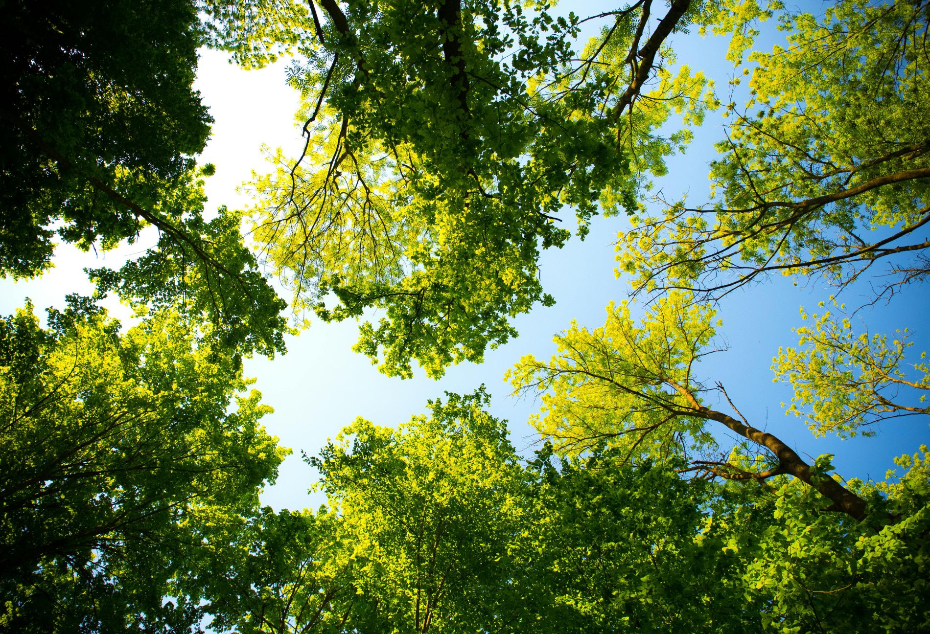 Looking up through a canopy of vibrant green trees against a clear blue sky, symbolizing growth, sustainability, and environmental progress relevant to the carbon market opportunities discussed in COP29’s Article 6 Agreement.